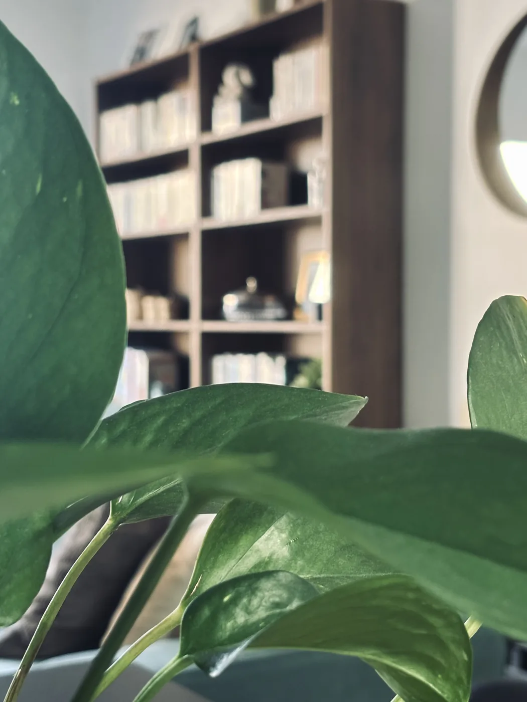 Le feuillage d’une plante devant la bibliothèque